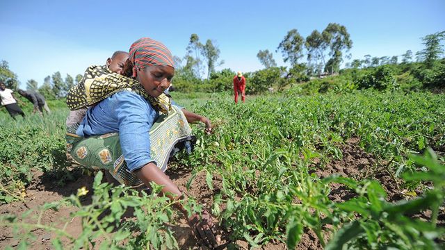 Women and girls in Turkana County, Kenya, tend drought-resistant crops on a school demonstration farm as part of a community food security programme